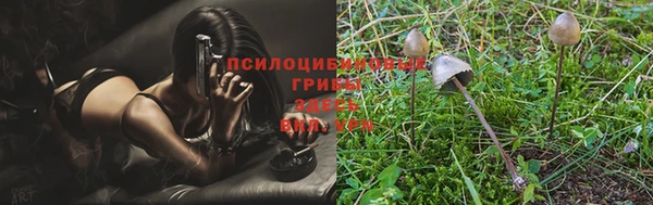 стаф Арсеньев